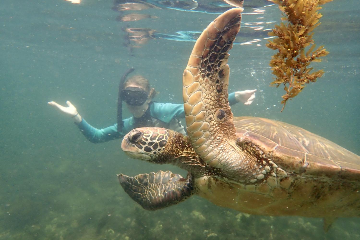 一名<a href='http://5tfd.litpliant.net'>博彩网址大全</a>学生在Galápagos群岛游学途中与一只巨龟游泳.